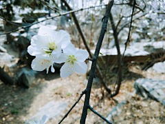 樱花、在指间绽放＂采集到随处可见的美景