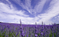 General 2560x1600 nature flowers lavender purple flowers fields  花  花海   花圃    花田   薰衣草