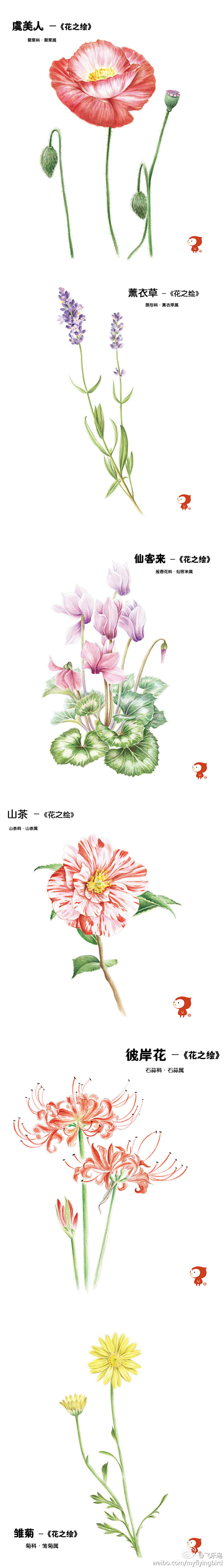 花之绘