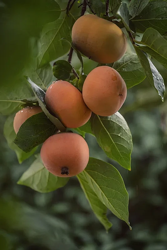 树梢成熟的甜柿照片下载