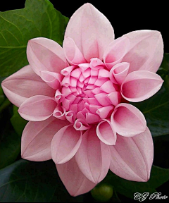 累了要休息采集到花精灵