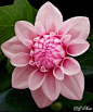 Pink dahlia