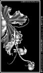 花鸟