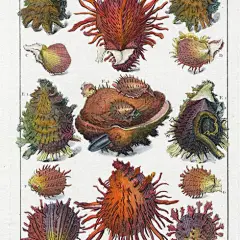 老阿姨在看着你【Dezallier d'Argenville Shells, La Conchyliologie 1780】自己做个记号，关于贝壳的描绘，这里能看到不少就是带个小水印：关于这本书的介绍，这本书想买却一直在犹豫，：