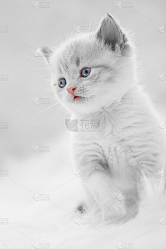 锦瑟~~采集到猫咪