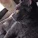 mangor-miao