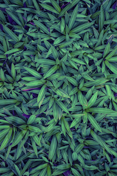 姑奶奶＠采集到植物