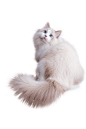 锚
