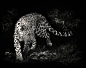 #photo manipulation, #leopards | Wallpaper No. 184647 - wallhaven.cc