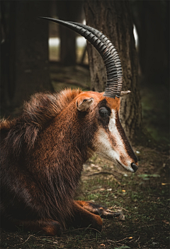 珏落彼岸采集到動物