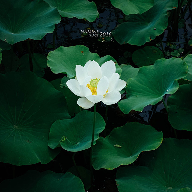 植物素材png