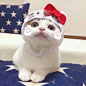 【图片】【情头第十弹】我的头像是猫咪_情头吧_百度贴吧