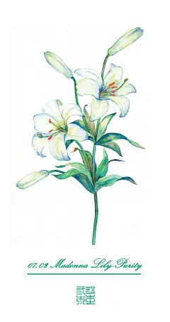 #365 Days Birthday Flowers#07.02 生日花：圣母百合（Madonna Lily）花语：清纯（Purity）_吴都Jasmine__插画师作品_涂鸦王国gracg.com