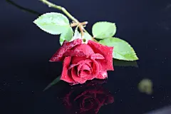 女生节背景，爱情，鲜花，玫瑰花，七夕节背景，花朵，情侣，love，爱情，妇女节背景，红色玫瑰花，情人节背景，818A4580 – 饿狐背景网站-微距高清设计素材免费图片下载海报壁纸摄影背景素材，背景图，背景墙，背景板，背景图片，背景纹理，背景板设计，背景材质，背景大图
