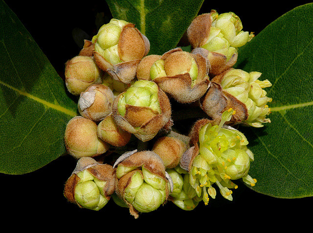 生日花：月桂树（Bay Laurel）
...