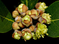 生日花：月桂树（Bay Laurel）
花语：骄傲（Pride）
月桂（Laurus nobilis），又名桂冠树、月桂冠、香叶（月桂叶），为樟科月桂属常绿小乔木。原产于地中海及小亚细亚一带。花期3-5月，果熟期6-9月。
拉丁字源Laudis意为“赞美”，罗马人视之为智能、护卫与和平的象征。