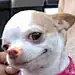 一颗辣橙