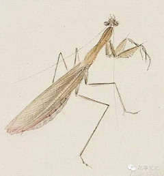 透明墨水78采集到国画