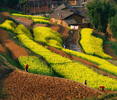 太阳镜的花瓣采集到茶园