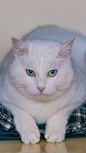 昨儿还拍了另一老铁家的猫，名叫amber，9岁了，可谓是珠圆玉润，最吸引我的是它那双迷人的眼睛—双瞳异色，也就是两只眼睛分别有两种颜色，而且还是蓝绿双色，很少见！ ​​​​