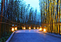 竹林步道及夜景照明
