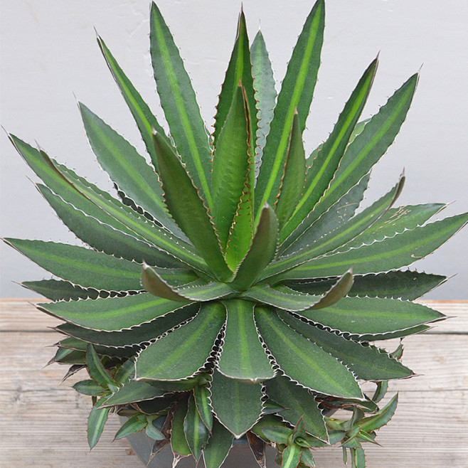 青黛蓝龙舌兰植物大型沙漠植物造景多肉龙舌.