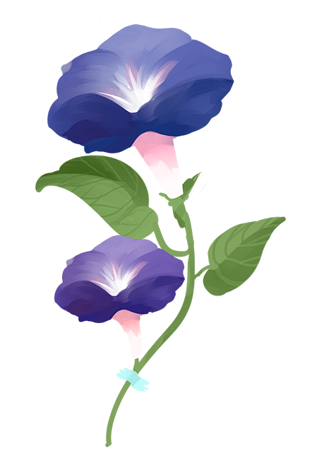 手绘牵牛花花藤元素__PNG：