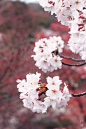 - [ 桜祭り~樱花祭 ]、花、异域、绚丽、樱花