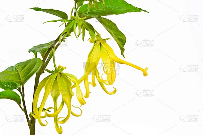 依兰花素材-花瓣网