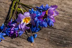 春天,乡村风格,木制,背景,第一名,请柬,贺卡,藏红花,清新,情人节卡