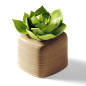 植物芦荟盆栽室内PNG