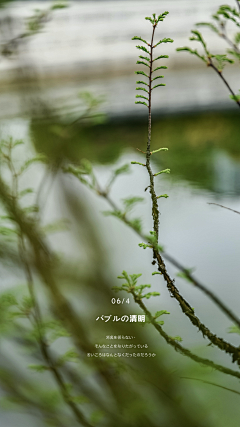 真名不是辣辣梅采集到F丨摄影×植物