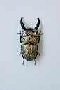 锹甲虫壳彩绘标本，日本艺术家Akihiro Higuchi ​​​​