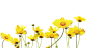 黄色小菊花
