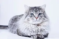 点击来源直接获取大图文件 |Funny large longhair gray tabby cute kitten with beautiful big blue eyes. Pets and lifestyle concept. Lovely fluffy cat on grey background.