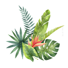 西球**采集到植物