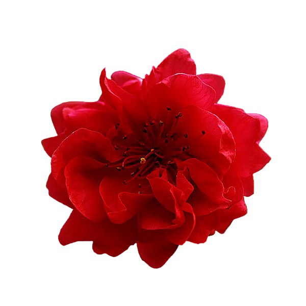 png红花