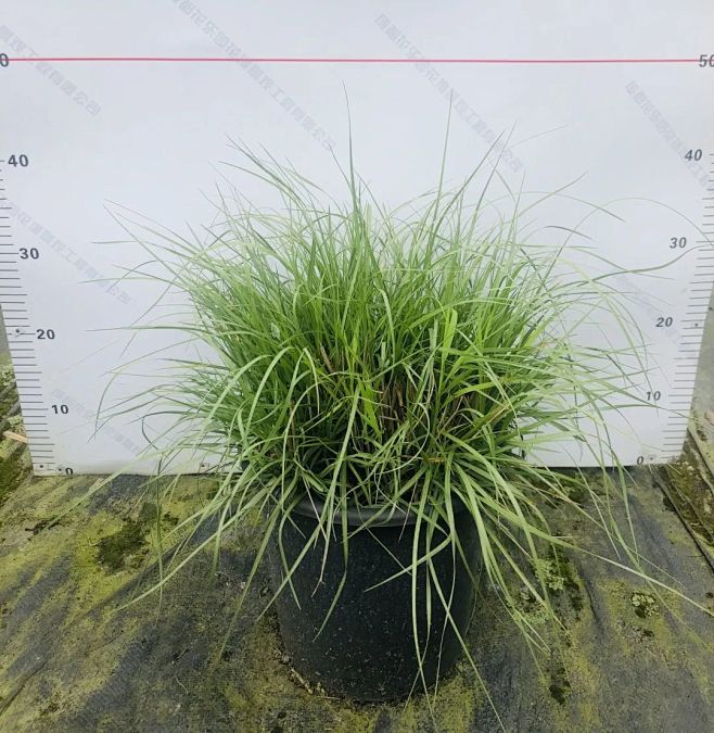 白美人狼尾草 2加仑