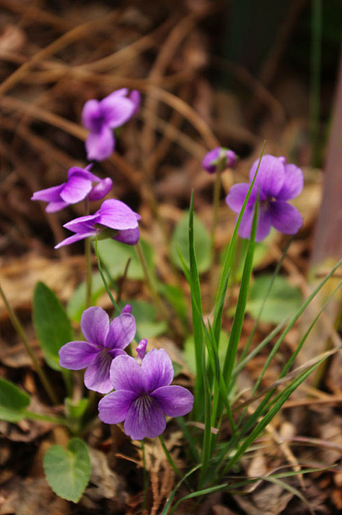 紫花地丁