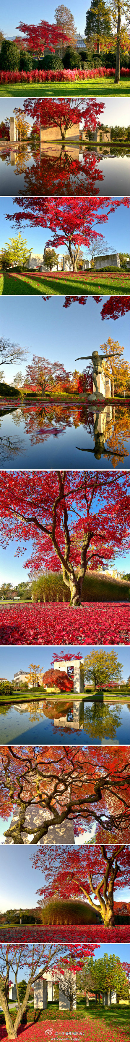 景观设计学习之美国红枫：它属于 落叶大乔...