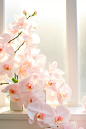 white orchids on a white window sill stock photo 20, in the style of kawaii aesthetic, books and portfolios, light pink and light orange, 3840x2160, romantic themes, meticulous design, pink and green