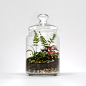 Cookie Jar Terrarium