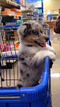 australian shepherd puppy