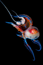 流光溢彩：纯黑背景下的梦幻海底生物。摄影师Mark Laita 为海底生物拍摄了一组写真，他同样选择将这些生物放置于纯黑的背景下，这样摄影师就能突出表现水生物的绚丽色彩。