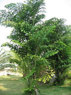 你在笑采集到植物素材