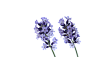 花,熏衣草,白色背景,紫色,春天_gic7202228_Lavender Flowers_创意图片_Getty Images China