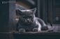 猫  二胖 吃货的猪仔  绝世杰摄影