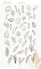 插画 | 绿色小清新高级灰43种矢量抽象植物104种插图图形预制组合合集包