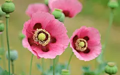 苹果Mac OS X Lion 系统高清官方壁纸 - Poppies 罂粟花图片壁纸  http://www.wallcoo.com/nature/Apple_Mac_OS_X_Lion_Wallpapers/Poppies.html