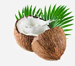 美味椰汁插画高清素材 夏季 插画 旅行 果汁 树叶 椰子 水果 美食 元素 免抠png 设计图片 免费下载